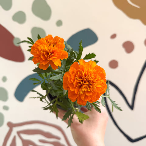 Tagetes - Caléndula africana naranja