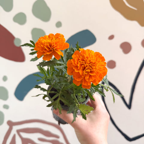 Tagetes - Caléndula africana naranja