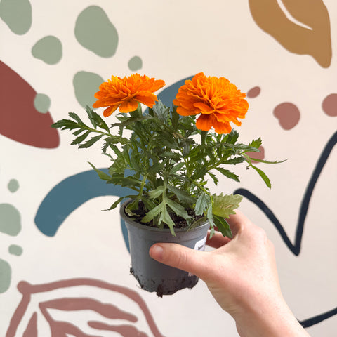 Tagetes - Caléndula africana naranja
