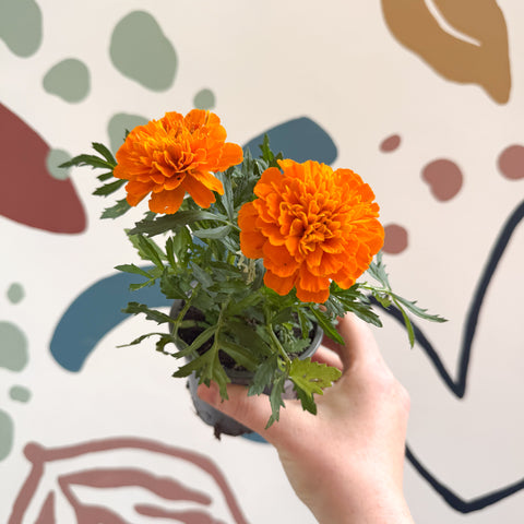 Tagetes - Caléndula africana naranja