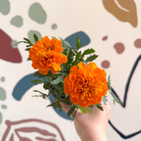 Tagetes - Caléndula africana naranja