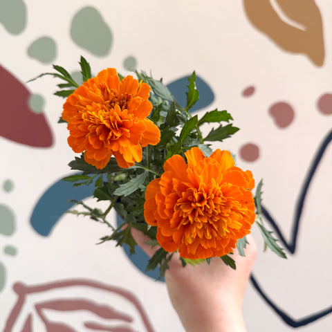 Tagetes - Caléndula africana naranja