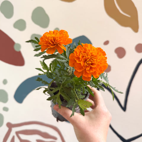 Tagetes - Caléndula africana naranja