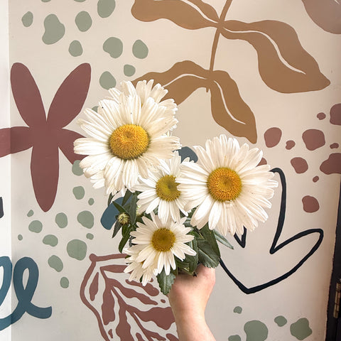 Leucanthemum × superbum ‘Dwarf Snow Lady’ - Shasta Daisy