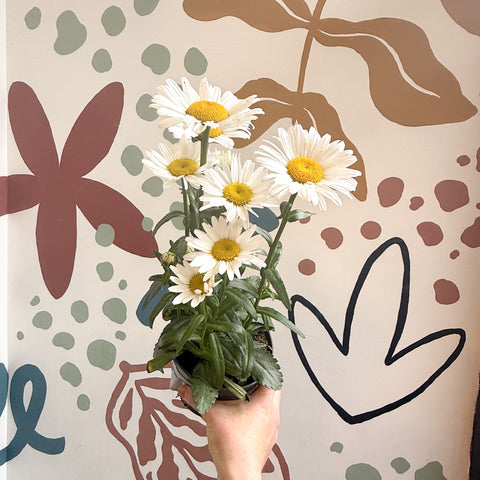 Leucanthemum × superbum ‘Dwarf Snow Lady’ - Shasta Daisy