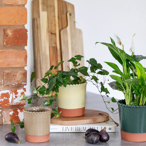 Adeline Beaded Edge Planter – Forest Green - Sprouts of Bristol