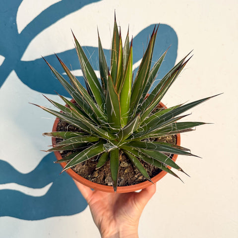 Agave filifera - Sprouts of Bristol