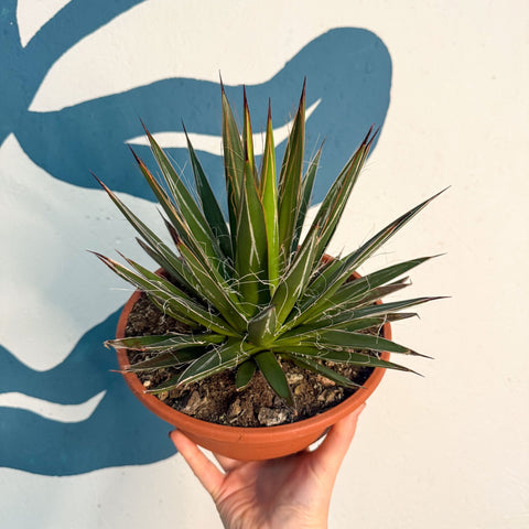 Agave filifera - Sprouts of Bristol