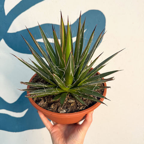 Agave filifera - Sprouts of Bristol