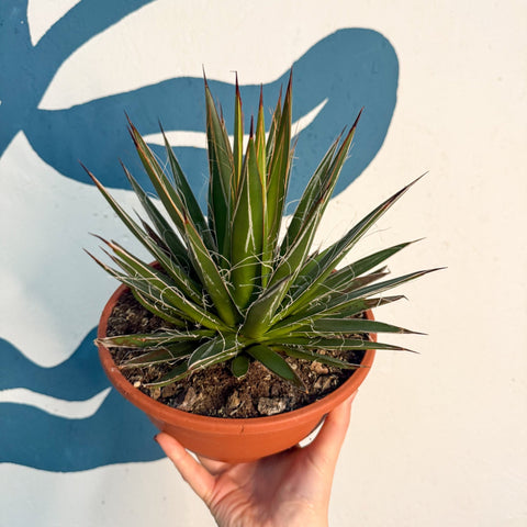 Agave filifera - Sprouts of Bristol