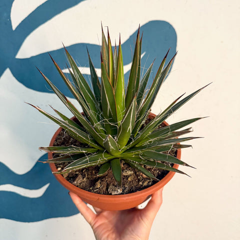 Agave filifera - Sprouts of Bristol