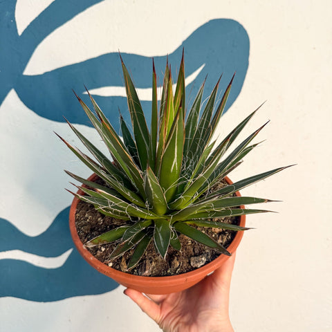 Agave filifera - Sprouts of Bristol