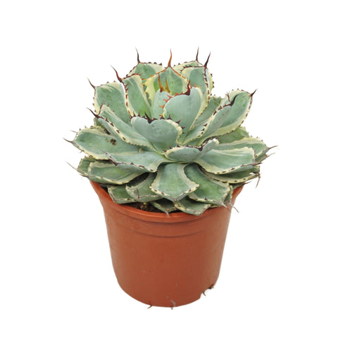 Agave potatorum ‘Variegata’ – Variegated Butterfly Agave - Sprouts of Bristol