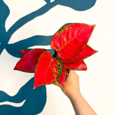Aglaonema ‘Beautiful Red’ – Chinese Evergreen - Sprouts of Bristol
