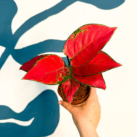 Aglaonema ‘Beautiful Red’ – Chinese Evergreen - Sprouts of Bristol