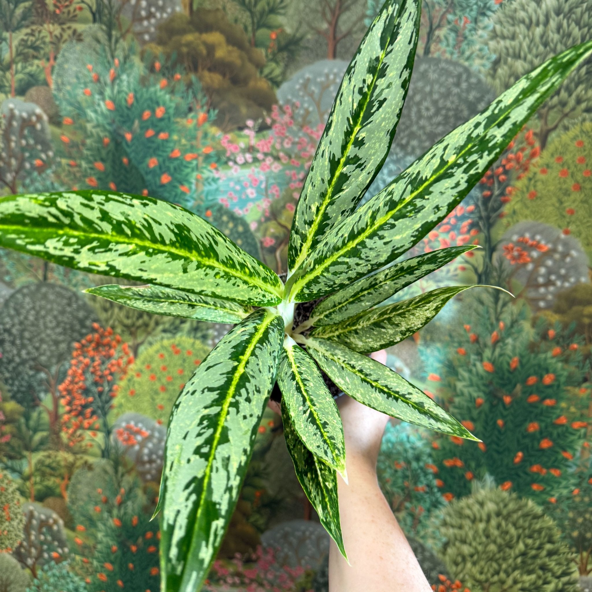 Aglaonema 'Matcha Lemon'