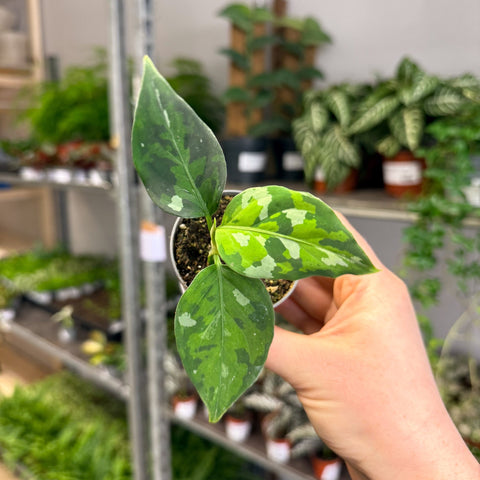 Aglaonema pictum ‘Tricolour’ - Camouflage Plant - Sprouts of Bristol