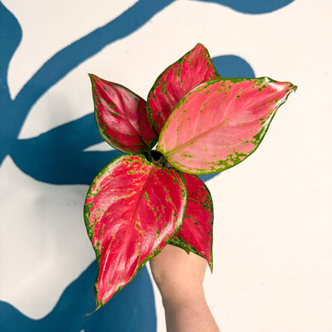 Aglaonema ‘Pink’ – Chinese Evergreen - Sprouts of Bristol