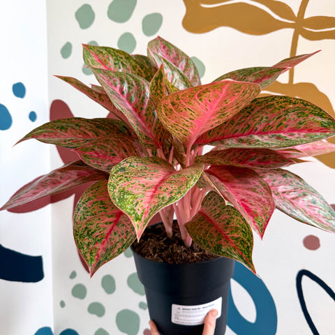 Aglaonema 'Samba Red' - Chinese Evergreen - Sprouts of Bristol