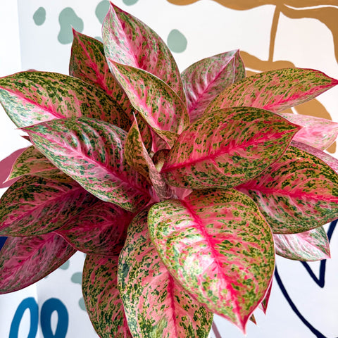 Aglaonema 'Samba Red' - Chinese Evergreen - Sprouts of Bristol