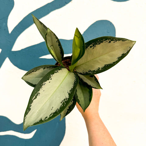 Aglaonema ‘Silver Blue’ – Chinese Evergreen - Sprouts of Bristol