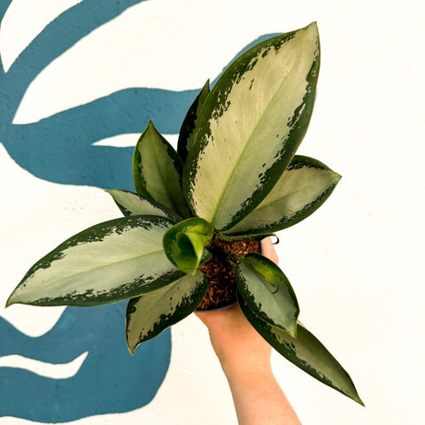 Aglaonema ‘Silver Blue’ – Chinese Evergreen - Sprouts of Bristol