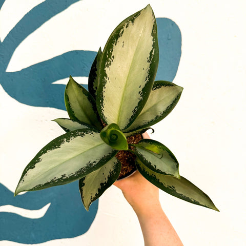 Aglaonema ‘Silver Blue’ – Chinese Evergreen - Sprouts of Bristol