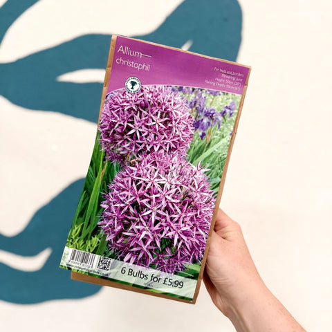 Allium cristophii – Star of Persia Bulbs – Pack of 6 - Sprouts of Bristol