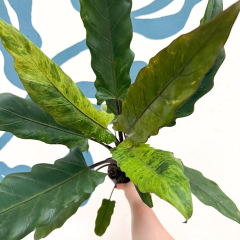 Alocasia lauterbachiana 'Variegata' - Sprouts of Bristol