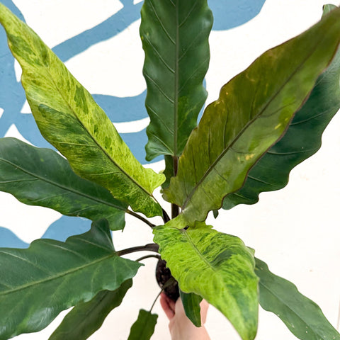 Alocasia lauterbachiana 'Variegata' - Sprouts of Bristol
