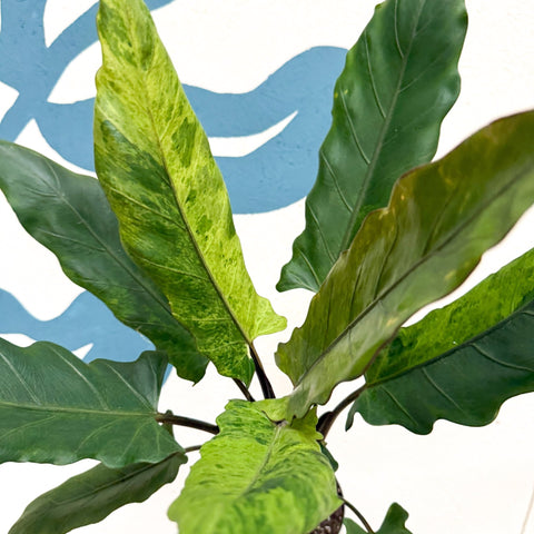 Alocasia lauterbachiana 'Variegata' - Sprouts of Bristol