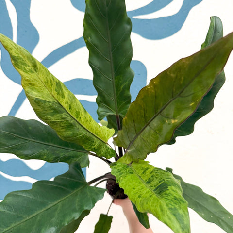 Alocasia lauterbachiana 'Variegata' - Sprouts of Bristol