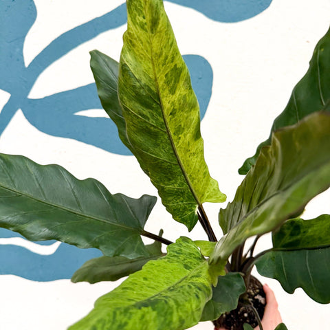Alocasia lauterbachiana 'Variegata' - Sprouts of Bristol