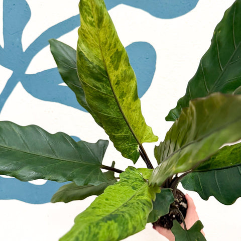 Alocasia lauterbachiana 'Variegata' - Sprouts of Bristol