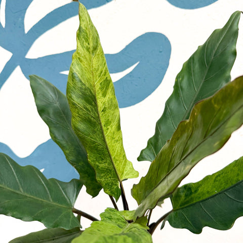 Alocasia lauterbachiana 'Variegata' - Sprouts of Bristol
