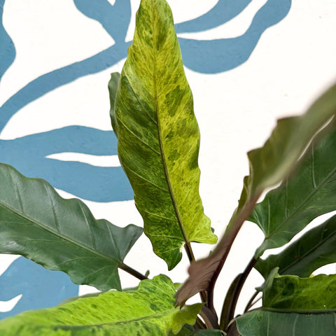 Alocasia lauterbachiana 'Variegata' - Sprouts of Bristol