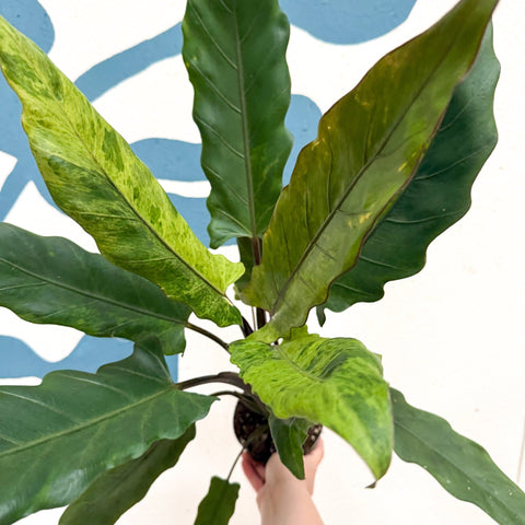 Alocasia lauterbachiana 'Variegata' - Sprouts of Bristol