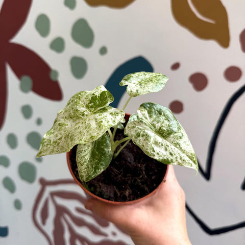Alocasia macrorrhiza 'Splash' – Variegated Giant Taro - Sprouts of Bristol