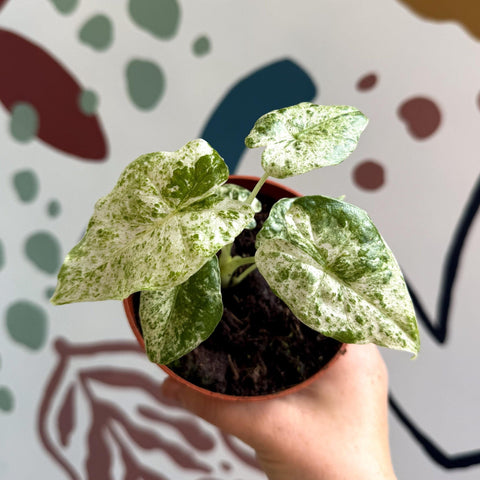 Alocasia macrorrhiza 'Splash' – Variegated Giant Taro - Sprouts of Bristol