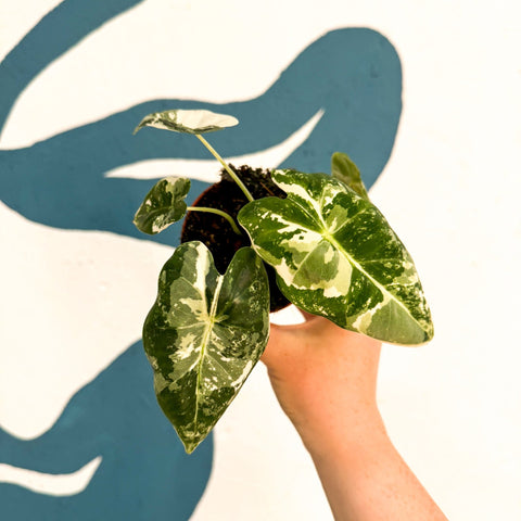 Alocasia micholitziana variegata 'Frydek' - Sprouts of Bristol
