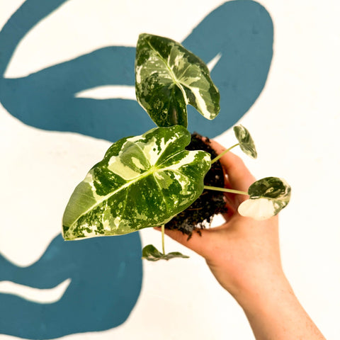 Alocasia micholitziana variegata 'Frydek' - Sprouts of Bristol