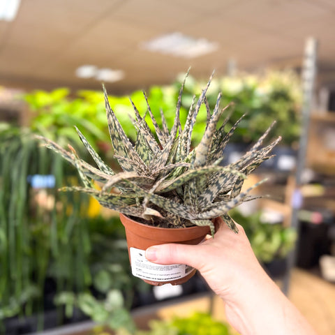 Aloe somaliensis - Sprouts of Bristol