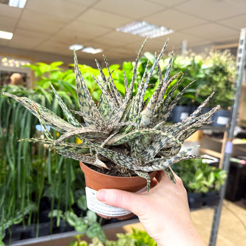 Aloe somaliensis - Sprouts of Bristol