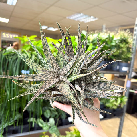 Aloe somaliensis - Sprouts of Bristol