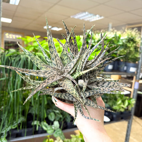 Aloe somaliensis - Sprouts of Bristol