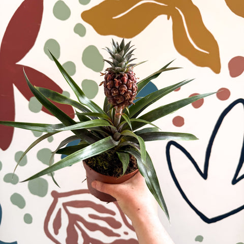 Ananas comosus 'Rosita' - Rose Pineapple Plant - Sprouts of Bristol