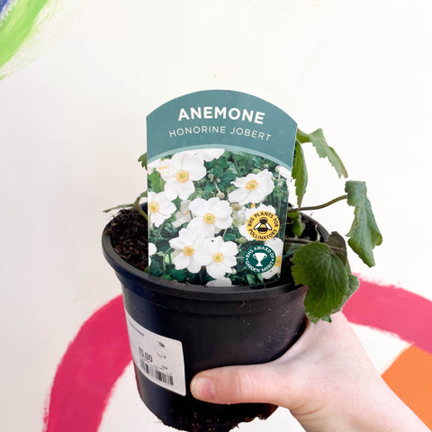Anemone x hybrida 'Honorine Jobert' - British Grown Herbaceous Perennial - Sprouts of Bristol
