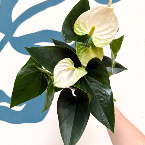 Anthurium andraeanum 'Cocos' - White Flamingo Flower - Sprouts of Bristol