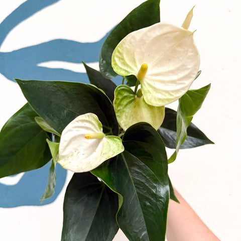 Anthurium andraeanum 'Cocos' - White Flamingo Flower - Sprouts of Bristol