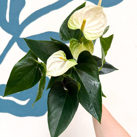 Anthurium andraeanum 'Cocos' - White Flamingo Flower - Sprouts of Bristol